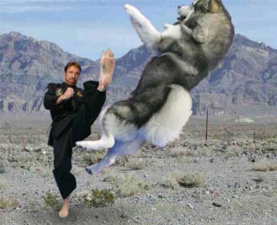 Fark_chuck_norris_dog